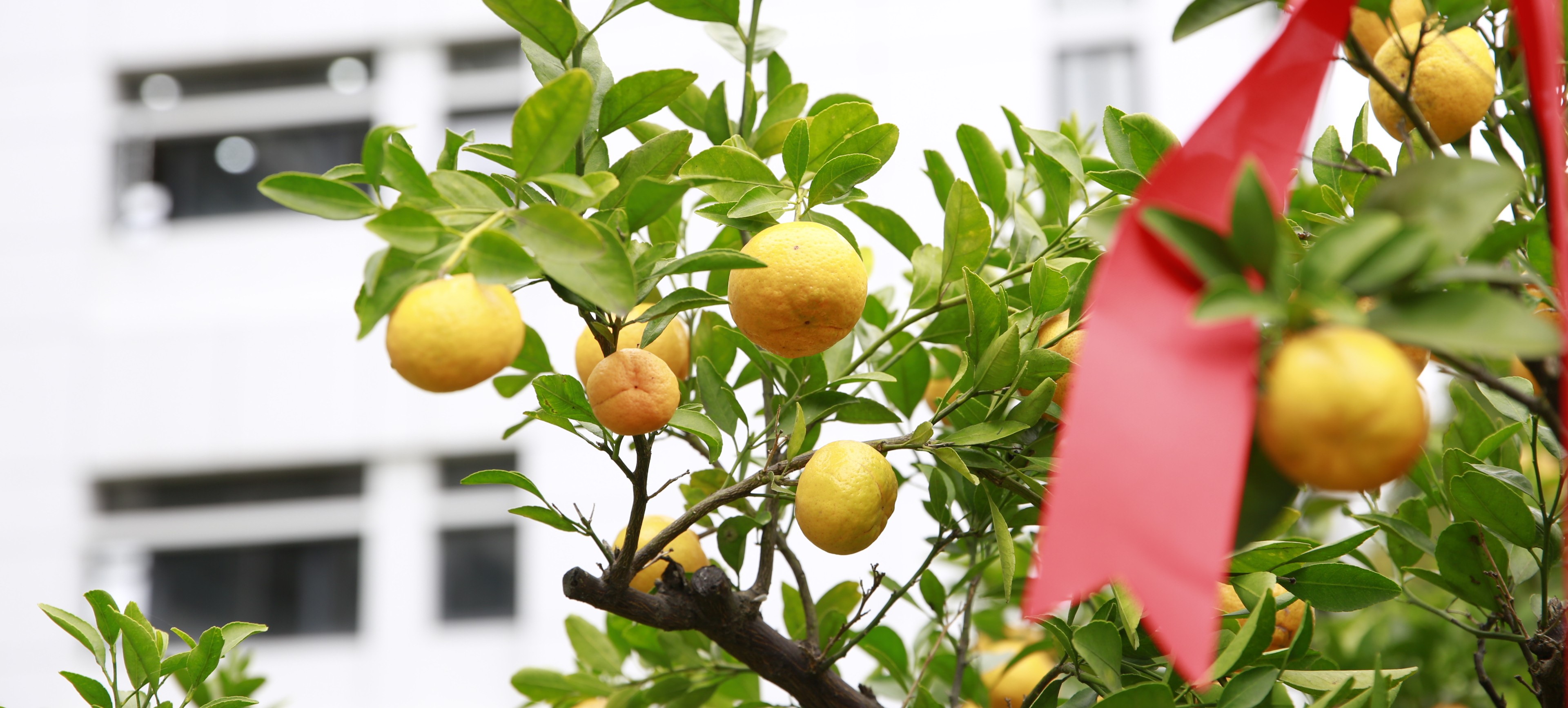 开新“橘”，言未来 | 华东师...